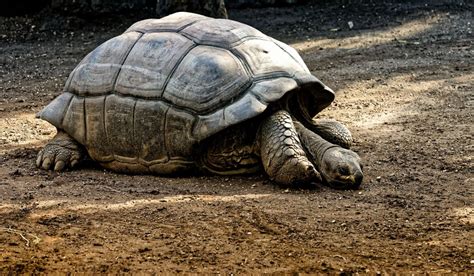 Extinct Giant Tortoise Discovered Twinkl Newsroom