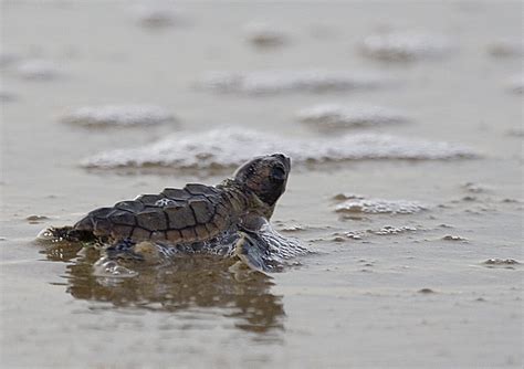 Sea Turtle Season In Currituck Currituck Outer Banks Blog