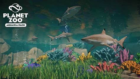 Blacktip Reef Shark Aquaria Pack New Species 111 At Planet Zoo