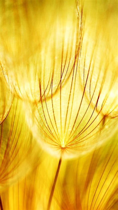 Dandelion 4k Ultra Hd Wallpaper - 2160x3840 Wallpaper - teahub.io