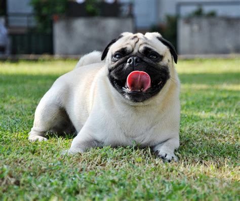 Prevención del golpe de calor en mascotas Hospital Veterinario Cantabria