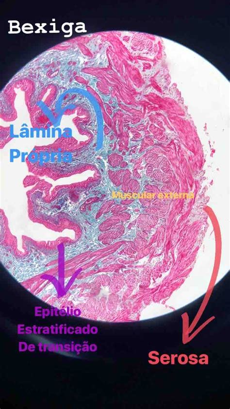 Lâmina histológica Bexiga Histologia e Embriologia