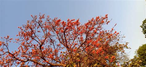 Flame of the Forest, Kesudo Tree, Palash Tree. Stock Image - Image of ...