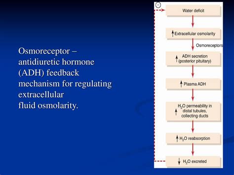 Urine Concentration And Dilution Regulation Of Extracellular Fluid