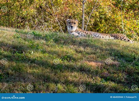 Cheetah Laying In Grass Stock Photo Image Of Predator 46455944