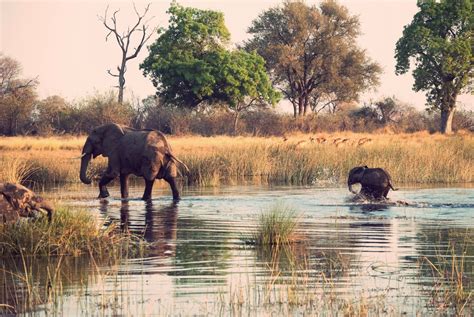 List Of National Parks And Game Reserves In Botswana The Streets Tours