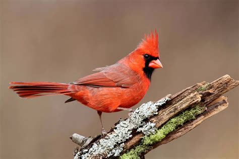 Cardinal - Spirit Animal Totems, Messages and Guides