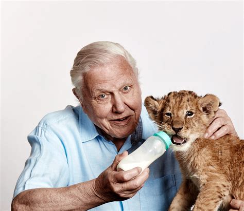 Sir David Attenborough met a lion.