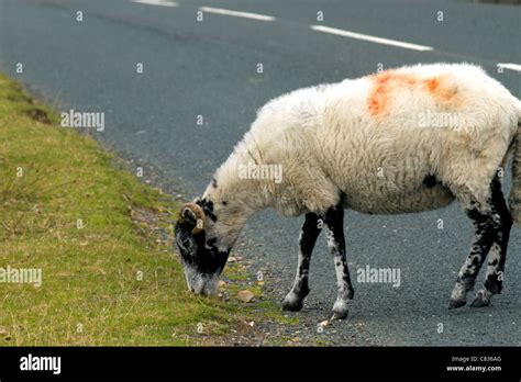 Moorland sheep Stock Photo - Alamy