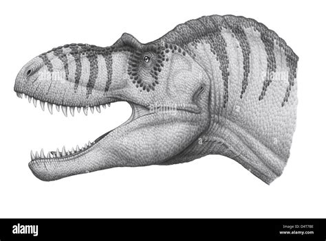 Albertosaurus sarcophagus, a genus of tyrannosaurid theropod dinosaur ...