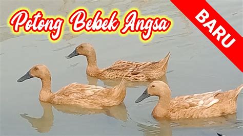 Anak Bebek Lucu Berenang Potong Bebek Angsa Youtube