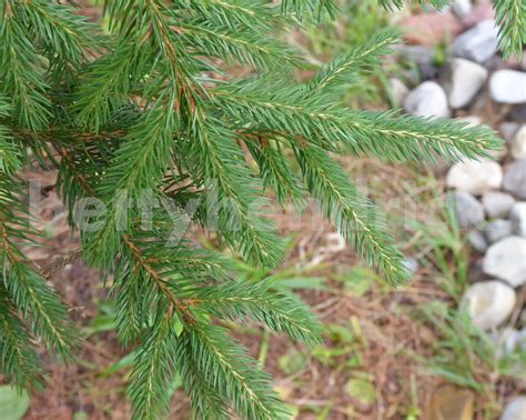 Pine Tree Needles Photograph, Pine Needle Closeup, Open Edition No Mat Print, Gift Photograph ...