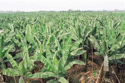 Kebun Pisang Kebun Pisang Yang Monokultur Dan Monovarietas Atau Campuran