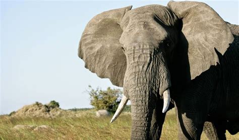 TODAY FROM SERENGETI: ELEPHANTS MAGIC SIGHTING FROM LAMAI IN NORTHERN ...