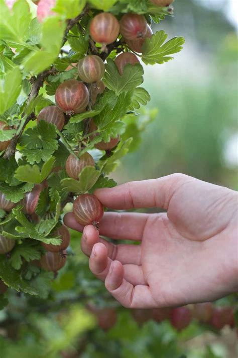 Stachelbeeren Vermehren Aus Stecklingen Ist Einfach Und Kosteng Nstig