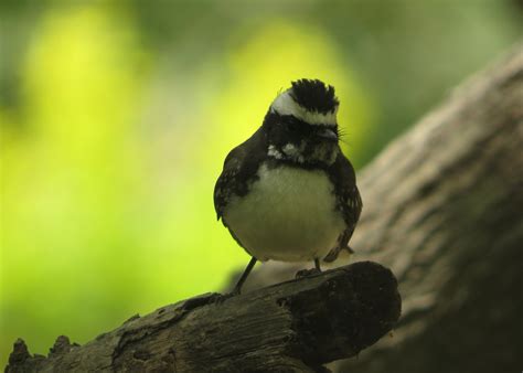 White Browed Fantail Flycatcher Aneesh Pandian Flickr