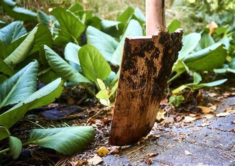 Spades With Soil Adhesion While Working In The Garden Stock Photo