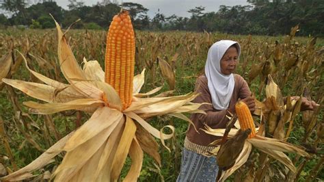 Foto Selain Nasi Indonesia Punya 77 Sumber Karbohidrat Lain