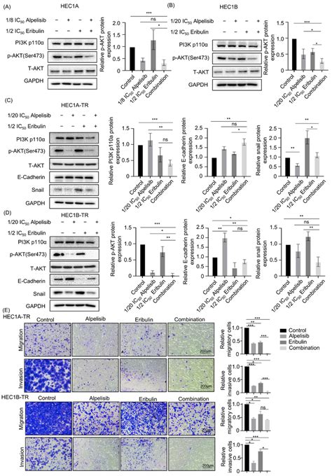 Combined Alpelisib And Eribulin Suppresses PI3K AKT Pathway More