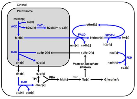 Methanol Utilization Pathway Reactions Unique To P Pastoris Are Download Scientific Diagram