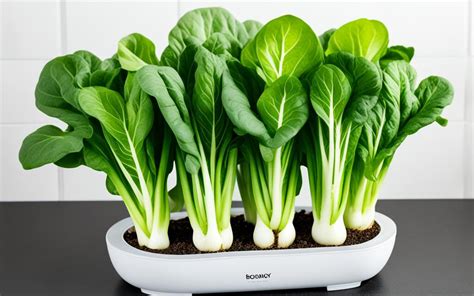 Grow Hydroponic Bok Choy With Ease Tips Tricks