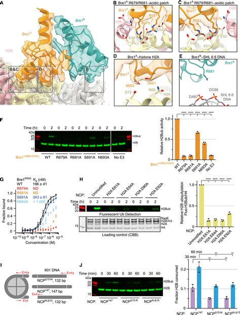 Mechanistic insights into nucleosomal H2B monoubiquitylation mediated ... 