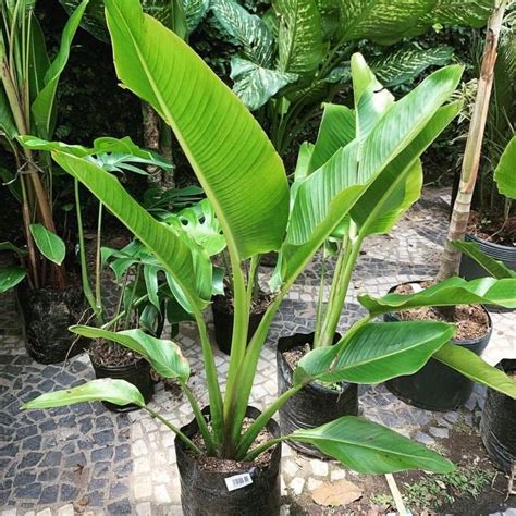 Jual Tanaman Hias Pisang Kipas Ukuran Cm Pohon Pisang Indor