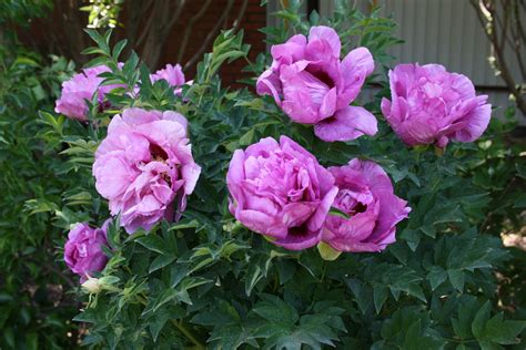 peonies how to pronounce 5