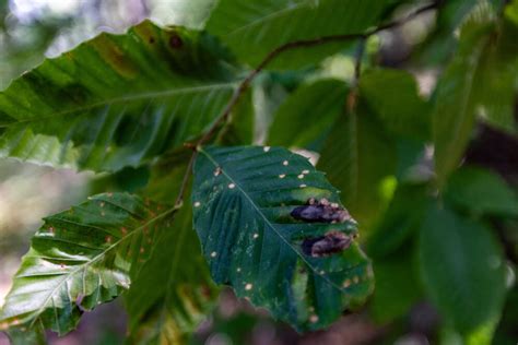 Beech Leaf Disease Is Spreading Rapidly In Massachusetts