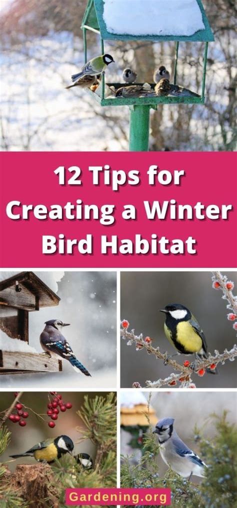 12 Tips For Creating A Winter Bird Habitat Feeding Birds In Winter Winter Bird Wild Bird Feeders