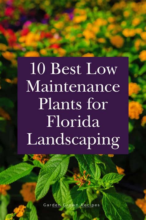 The 10 Best Low Maintenance Plants For Florida Landscaping Artofit