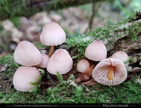 Myc Ne Pied Jaune Mycena Renati Ou Flavipes