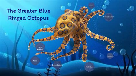 Blue Ringed Octopus by Ahmad Umar on Prezi