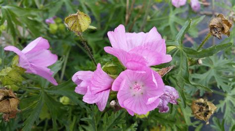 Musk Mallow Scotia Seeds