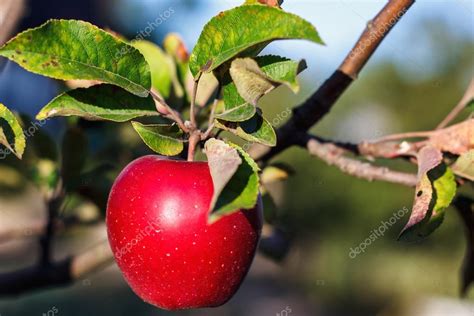 Manzana Roja Con Vidas En La Rama Del Manzano En La Cosecha De Oto O