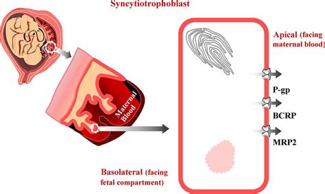 A Schematic Representation Of Localization Of The Major Abc Efflux Download Scientific Diagram