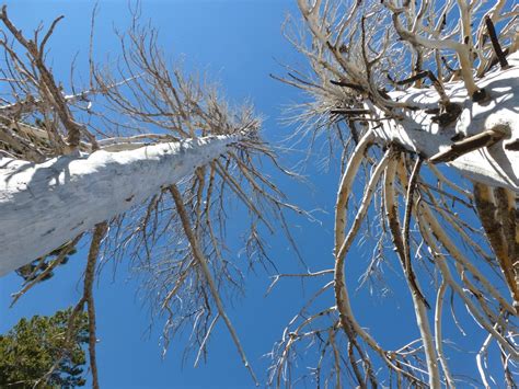 Throop Peak Trail [p] | Hiking Angeles Forest