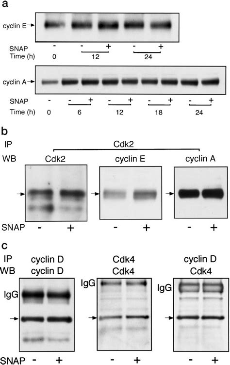 The Effects Of Snap On The Protein Expression Of Cyclins And Cdks A G Download Scientific