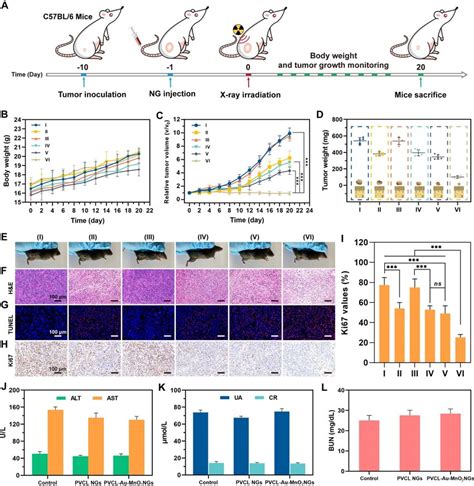 A Schematic Illustration Of The In Vivo Rt Of Tumor Bearing Mice B