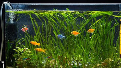 Comment Bien Choisir Son Aquarium D Eau Douce Aquabase