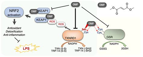 Molecules Free Full Text Anti Inflammatory Effect Of Dimethyl