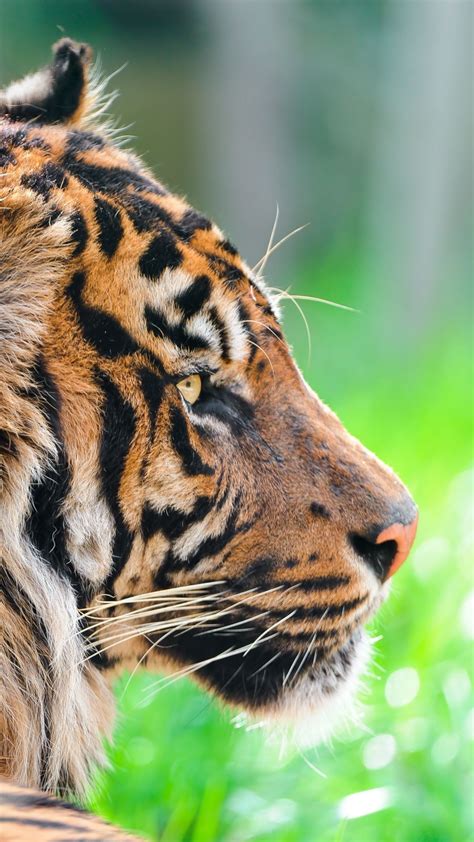 Tiger Wallpaper (Wildlife, Vibrant) #1623