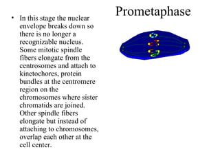 Mitosis flipbook | PPT