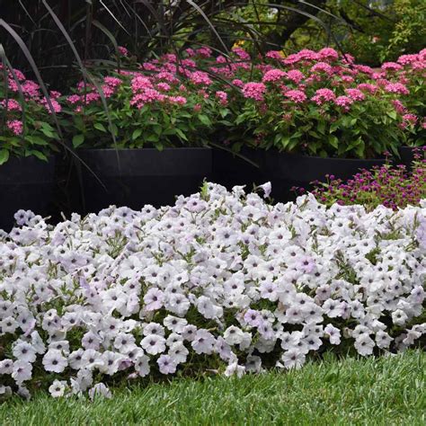 Silver Easy Wave Petunia Flower Seeds For Hanging Baskets & More