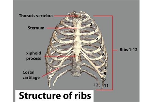 The other name of breastbone is____