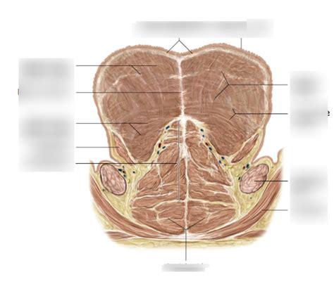 Diagram Of Tongue Coronal Section Quizlet