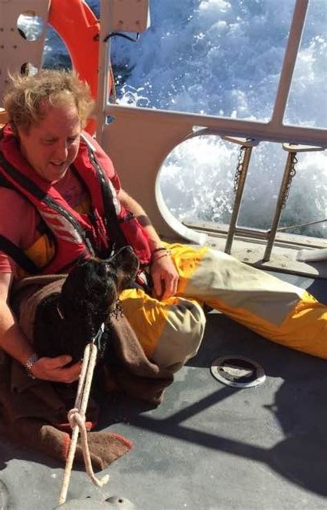 Dog Rescued After Falling From 300ft Cliffs At Telegraph Bay Bbc News