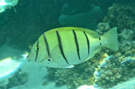 Acanthurus Triostegus Convict Surgeonfish Chaetodon Triostegus