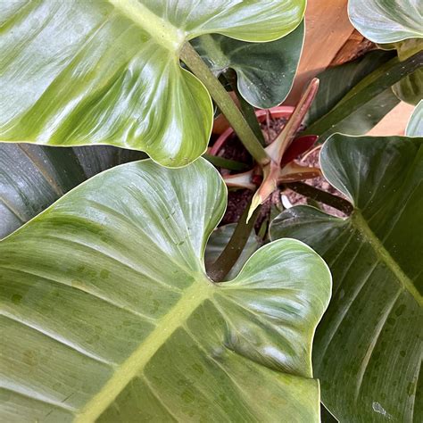 Philodendron Imperial Green