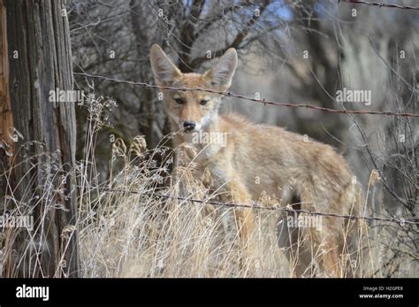 Curious Coyote Pup On The Palouse Stock Photo Alamy